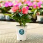 New Guinea Impatiens – Sonic Salmon – 4.5″ Pot